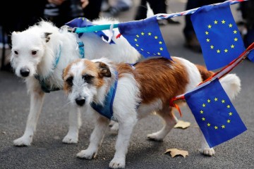 Brexit. Les animaux britanniques devront être munis d’un certificat international pour voyager en Europe